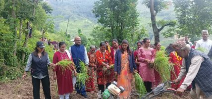 राष्ट्रिय कोदो दिवस : मूल्य शृङ्खला सुदृढ गर्दै रैथाने बालीको उत्पादन र बजारीकरण बढाउन जोड 